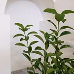 לינה וארוחת בוקר Cala Peppa פלרמו